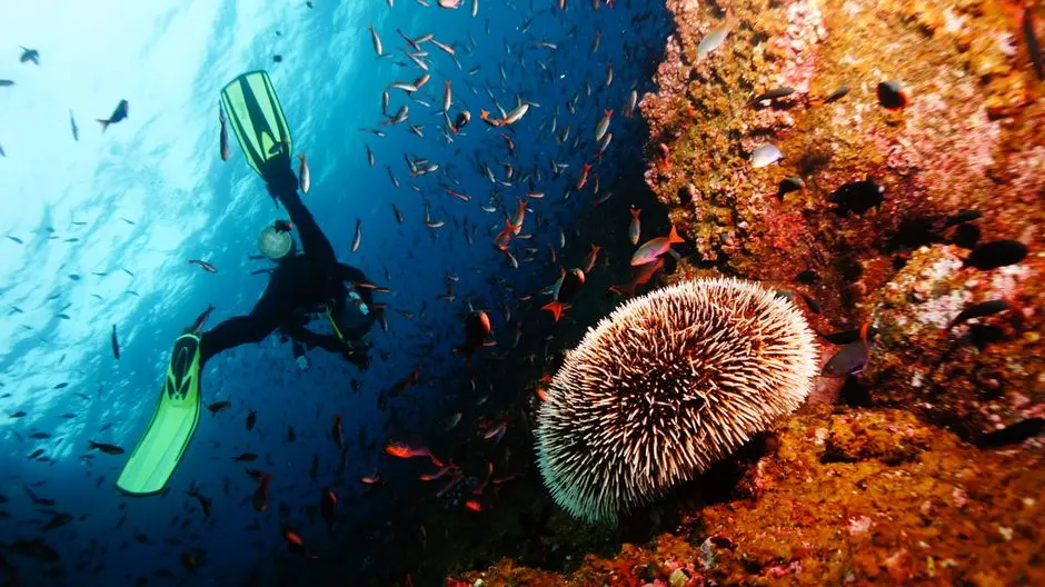 Terumbu karang Pulau Kanawa